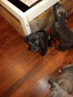American Pit Bull Terrier Puppies for sale in Jacksonville, NC, USA. price: $400