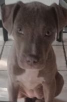 American Pit Bull Terrier Puppies for sale in Lorena, TX, USA. price: $15,000