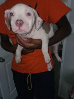 American Pit Bull Terrier Puppies for sale in Houston, TX, USA. price: $400