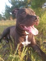 American Pit Bull Terrier Puppies for sale in Greenville, NC, USA. price: $650