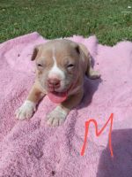 American Pit Bull Terrier Puppies for sale in Spotsylvania Courthouse, VA 22551, USA. price: $400