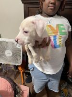 American Pit Bull Terrier Puppies for sale in Raleigh, NC, USA. price: $150