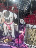 American Pit Bull Terrier Puppies for sale in Beaverton, OR, USA. price: $1,600