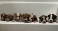 American Pit Bull Terrier Puppies for sale in Honolulu, HI, USA. price: $200
