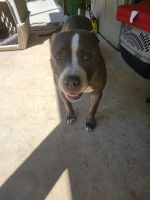 American Pit Bull Terrier Puppies for sale in Montgomery, TX, USA. price: $300