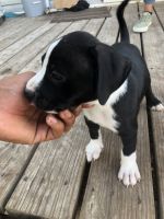 American Pit Bull Terrier Puppies for sale in Rosenberg, TX, USA. price: $100
