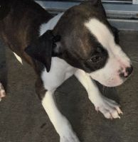 American Pit Bull Terrier Puppies for sale in Fort Branch Blvd, Austin, TX 78721, USA. price: $600