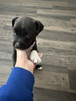 American Pit Bull Terrier Puppies for sale in Dallas, TX, USA. price: $300