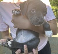 American Pit Bull Terrier Puppies for sale in Surrey, BC, Canada. price: $1,500