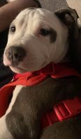 American Pit Bull Terrier Puppies for sale in Colorado Springs, CO, USA. price: $35,000