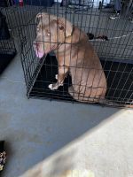 American Pit Bull Terrier Puppies for sale in Atlanta, GA, USA. price: $550