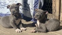 American Pit Bull Terrier Puppies for sale in Delight, AR 71940, USA. price: $100