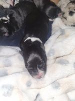 American Pit Bull Terrier Puppies for sale in Spokane, WA, USA. price: $300