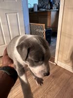 American Pit Bull Terrier Puppies for sale in McDonough, GA, USA. price: $800
