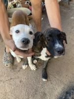 American Pit Bull Terrier Puppies for sale in Brady, TX 76825, USA. price: NA
