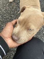 American Pit Bull Terrier Puppies for sale in Atlanta, GA, USA. price: $750