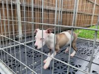 American Pit Bull Terrier Puppies for sale in Fort Worth, TX, USA. price: $1,000