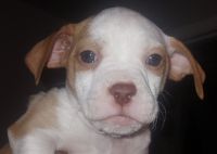 American Pit Bull Terrier Puppies for sale in Arlington, TX, USA. price: $150