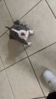 American Pit Bull Terrier Puppies for sale in Pasadena, TX, USA. price: $200