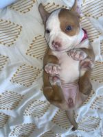 American Pit Bull Terrier Puppies for sale in Broward County, FL, USA. price: $1,200