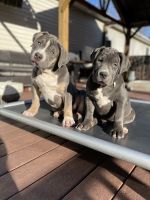 American Pit Bull Terrier Puppies for sale in Poughkeepsie, NY, USA. price: $3,500