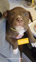 American Pit Bull Terrier Puppies for sale in Bowling Green, OH 43402, USA. price: $900