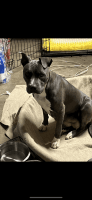 American Pit Bull Terrier Puppies for sale in Dallas, TX, USA. price: NA