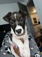 American Pit Bull Terrier Puppies for sale in 11314 212th St, Queens, NY 11429, USA. price: $500