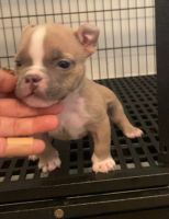 American Pit Bull Terrier Puppies for sale in Sheboygan, WI, USA. price: $2,500