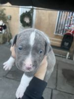 American Pit Bull Terrier Puppies for sale in 11100 S Western Ave, Los Angeles, CA 90047, USA. price: $500
