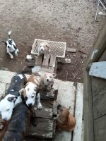American Pit Bull Terrier Puppies for sale in Pensacola, FL, USA. price: $50
