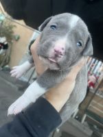 American Pit Bull Terrier Puppies for sale in 11100 S Western Ave, Los Angeles, CA 90047, USA. price: $550