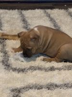 American Pit Bull Terrier Puppies for sale in Woodstock, GA, USA. price: $500
