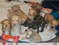 American Pit Bull Terrier Puppies for sale in Burien, WA, USA. price: $500