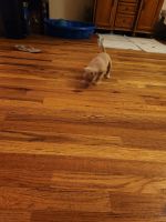 American Pit Bull Terrier Puppies for sale in Denver, CO, USA. price: $650