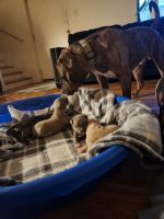 American Pit Bull Terrier Puppies for sale in Denver, CO, USA. price: $550