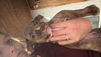 American Pit Bull Terrier Puppies for sale in Shallotte, NC, USA. price: NA