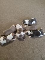 American Pit Bull Terrier Puppies for sale in Clayton, GA 30525, USA. price: $400