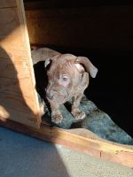 American Pit Bull Terrier Puppies for sale in Fullerton, CA 92831, USA. price: $350