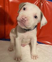 American Pit Bull Terrier Puppies for sale in Baltimore, MD, USA. price: $500