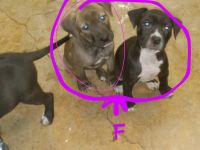 American Pit Bull Terrier Puppies for sale in San Antonio, TX, USA. price: $50