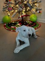 American Pit Bull Terrier Puppies for sale in Bensenville, IL 60106, USA. price: $500