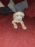 American Pit Bull Terrier Puppies for sale in Wilson, NC, USA. price: $800