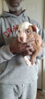 American Pit Bull Terrier Puppies for sale in Logansport, IN 46947, USA. price: $200
