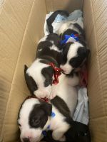 American Pit Bull Terrier Puppies for sale in Brunswick, GA, USA. price: $1,200