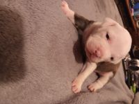 American Pit Bull Terrier Puppies for sale in Shepherdsville, KY 40165, USA. price: $350