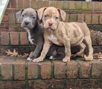 American Pit Bull Terrier Puppies for sale in Irmo, SC 29063, USA. price: $1,500