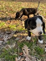 American Pit Bull Terrier Puppies for sale in Arlington, Virginia. price: $1,200
