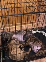 American Pit Bull Terrier Puppies for sale in Taylorville, IL, USA. price: NA