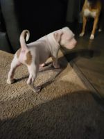 American Pit Bull Terrier Puppies for sale in Chicago, Illinois. price: $3,000